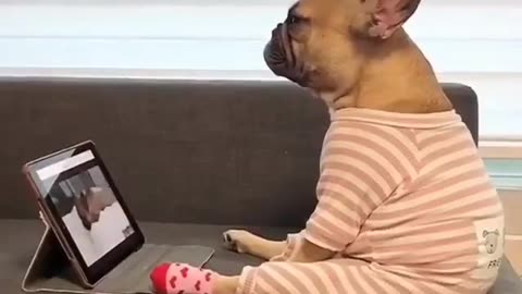 Funny dog watching videos in iPad