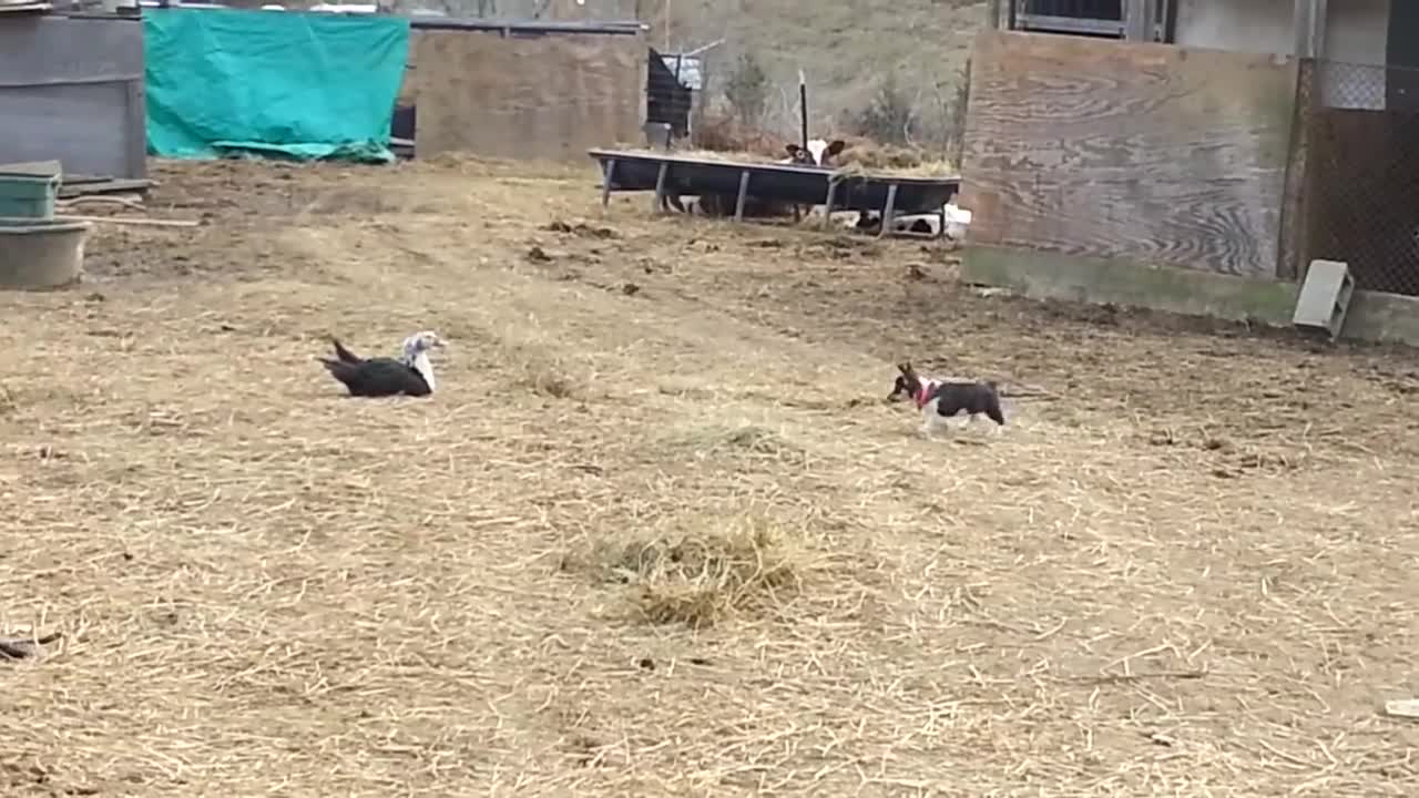 Corgi Corgi Corgis!