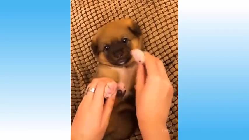 video of Cute Pets and funny animas | Try Not To Laugh To These Pets Compilation #108 pets garden.