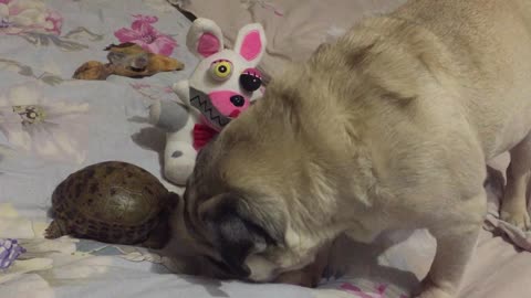 The turtle drove his dog friend away from his favorite toy