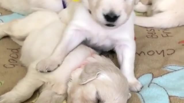 Wake up brother dog
