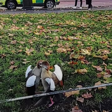 Geese Fight in London’s Green Park Next to Police!