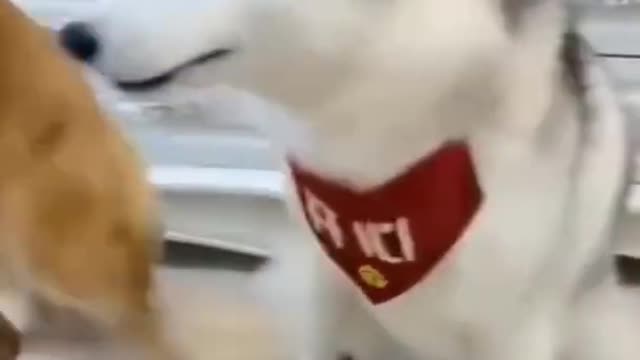funny dogs and cats compilation 2021 funny pets compilation
