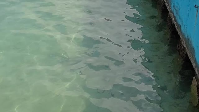 Shark Freed from Fishing Line