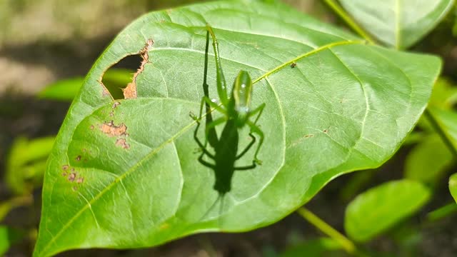 Grasshopper calmly staring at camera