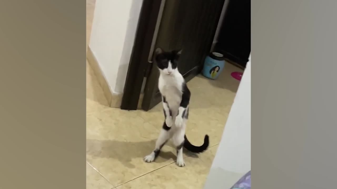 Don't try with mess with these Cats - Funny Cat Videos