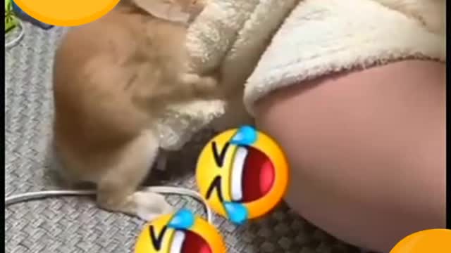 Funny sexy rabbit