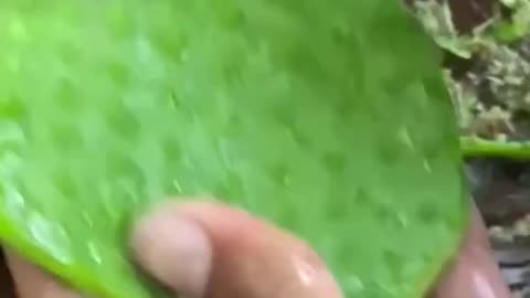 Satisfying fruit cutting