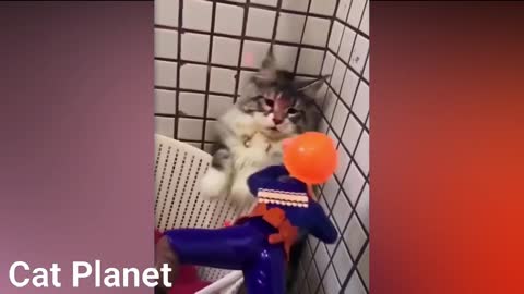 Funny compilation of cats [2021]