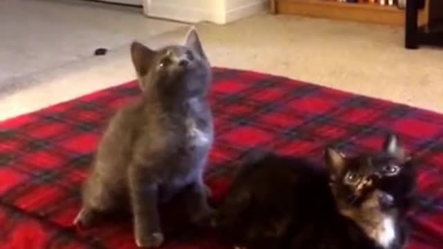 Cool kittens getting down to some serious beats