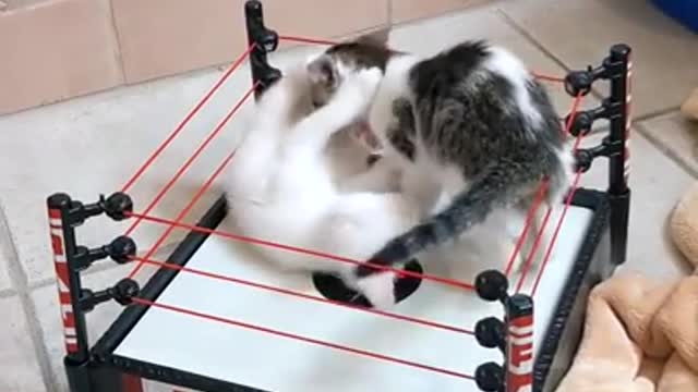 Kittens playfully fighting in Mini Ring.