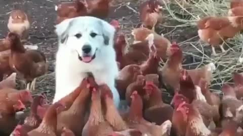 puppy surrounded by a flock of chickens