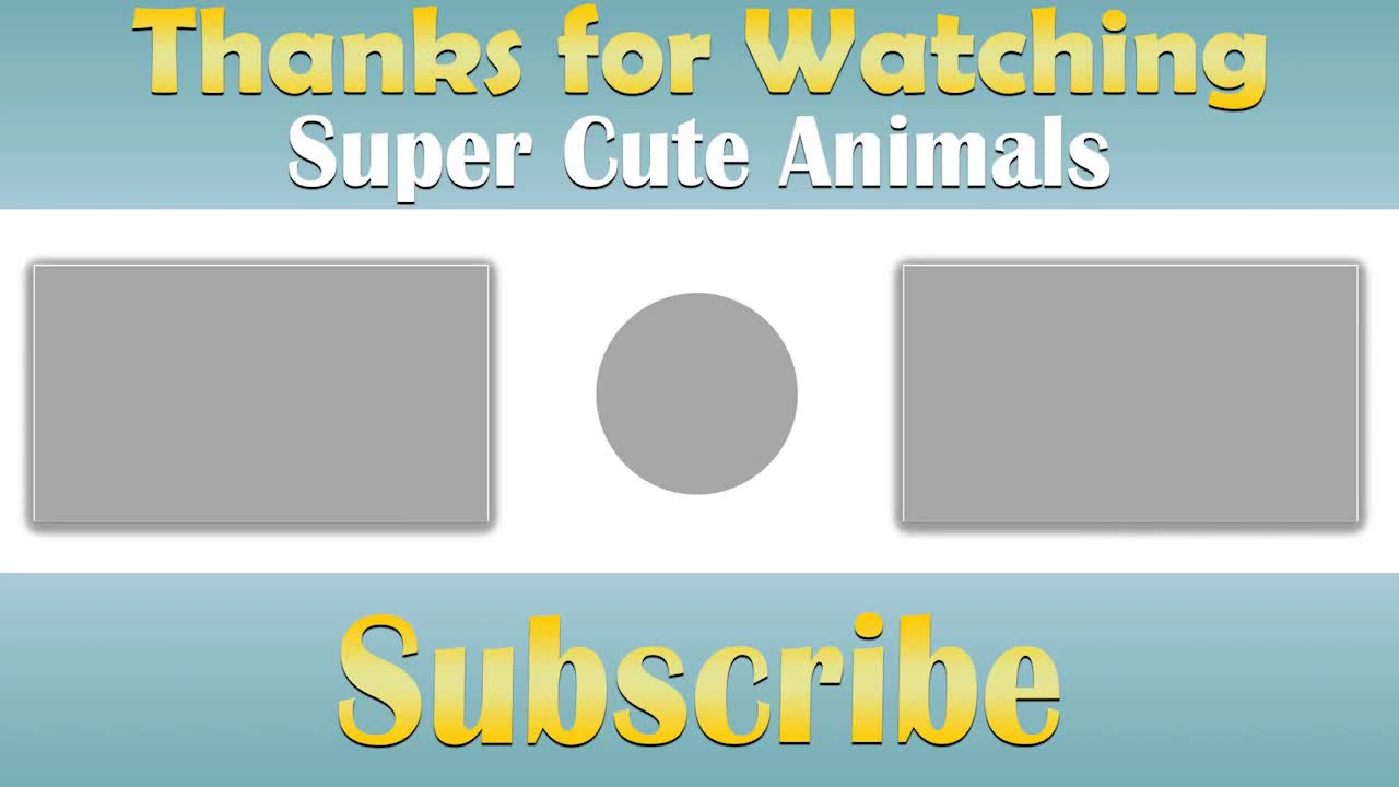 Super cute animals and Funny animal moments #Cute animal moments