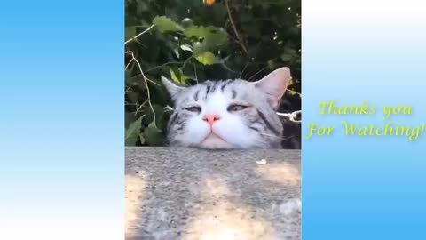 Cute and funny cats with dogs compilation 2021