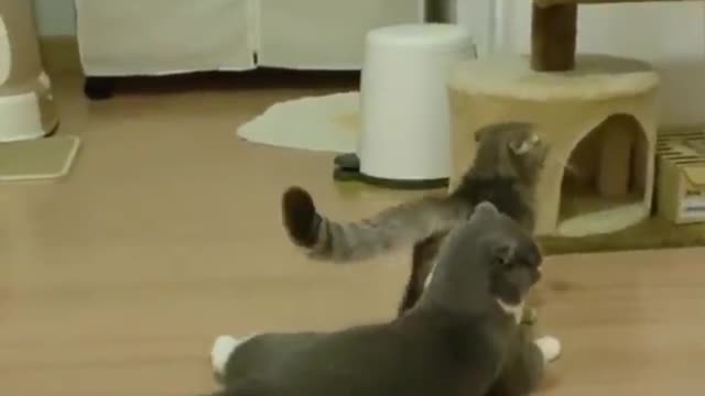 CATS PRANKS