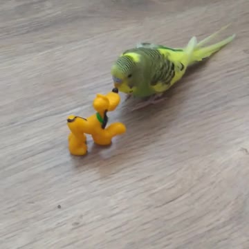 Parakeet VS Pluto