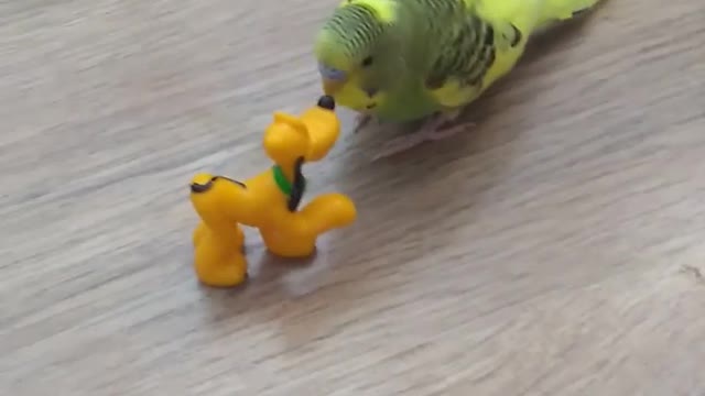 Parakeet VS Pluto