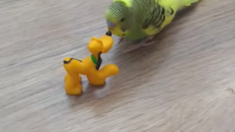 Parakeet VS Pluto