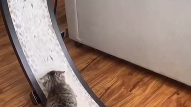 Funny cat helping with the wheels