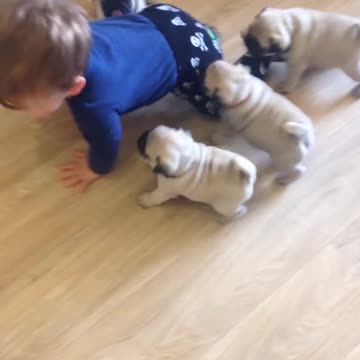 Pug chase! funny video