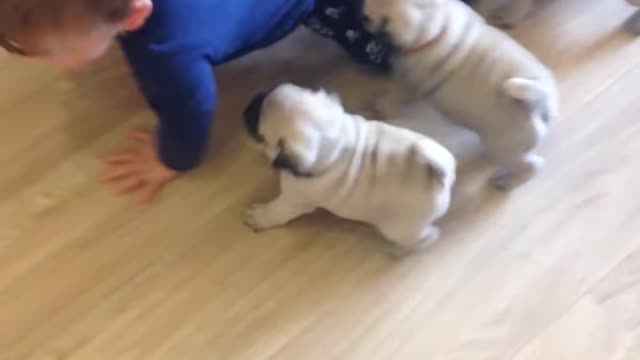 Pug chase! funny video