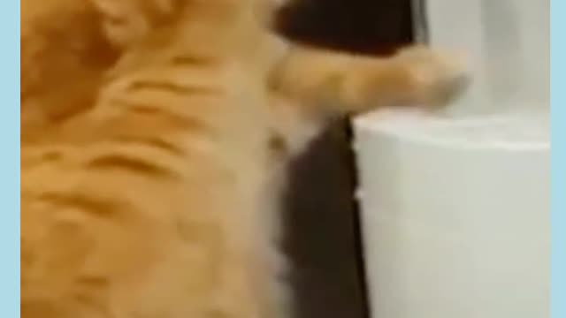Cat Funny videos