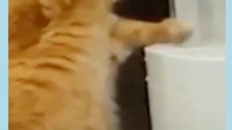 Cat Funny videos