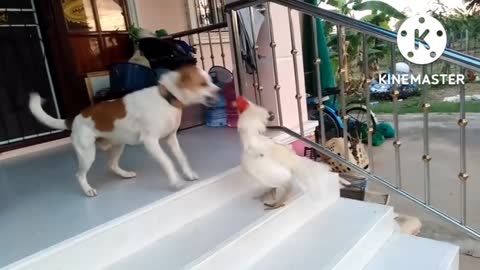 Doggy and the cock fight awesome fight short video download free