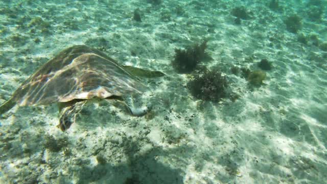 A turtle is swimming in the ocean .