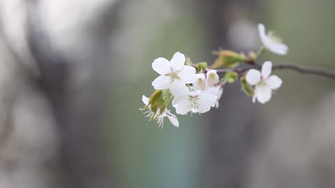 cherry blossoms in the wind