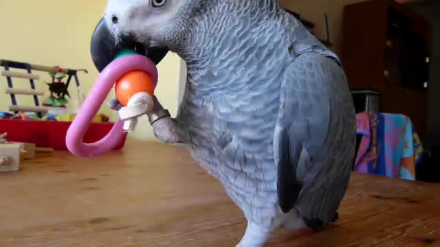 Parrot Prefer Plastic Toy In Spare Time - Mad wonderful pets