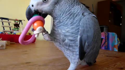 Parrot Prefer Plastic Toy In Spare Time - Mad wonderful pets