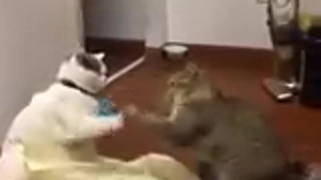 Funny cats and dogs playing and laughing