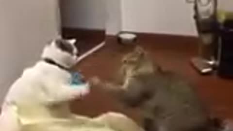 Funny cats and dogs playing and laughing