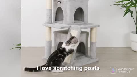 Cats Towers