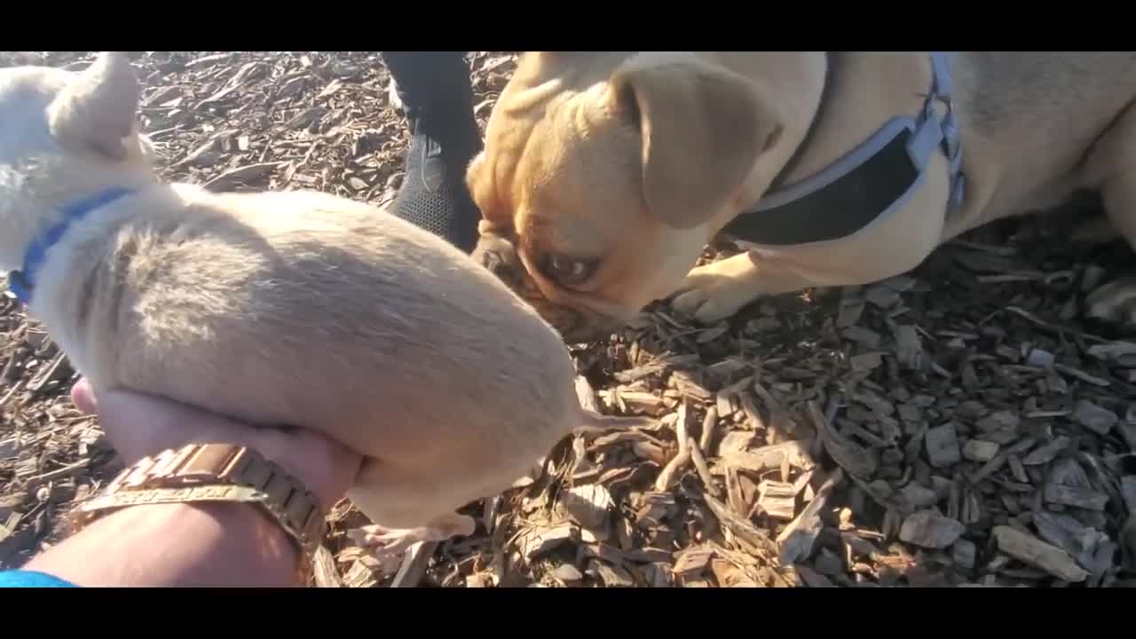 French Bulldog vs Chihuahua (Socializing Da rat)