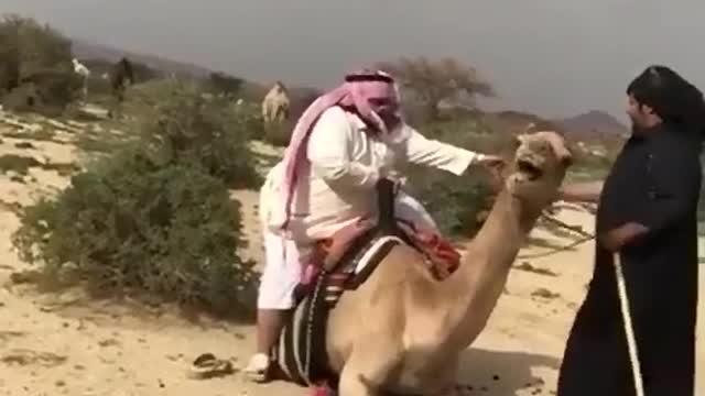 Camel Vs Man Competition 🤣