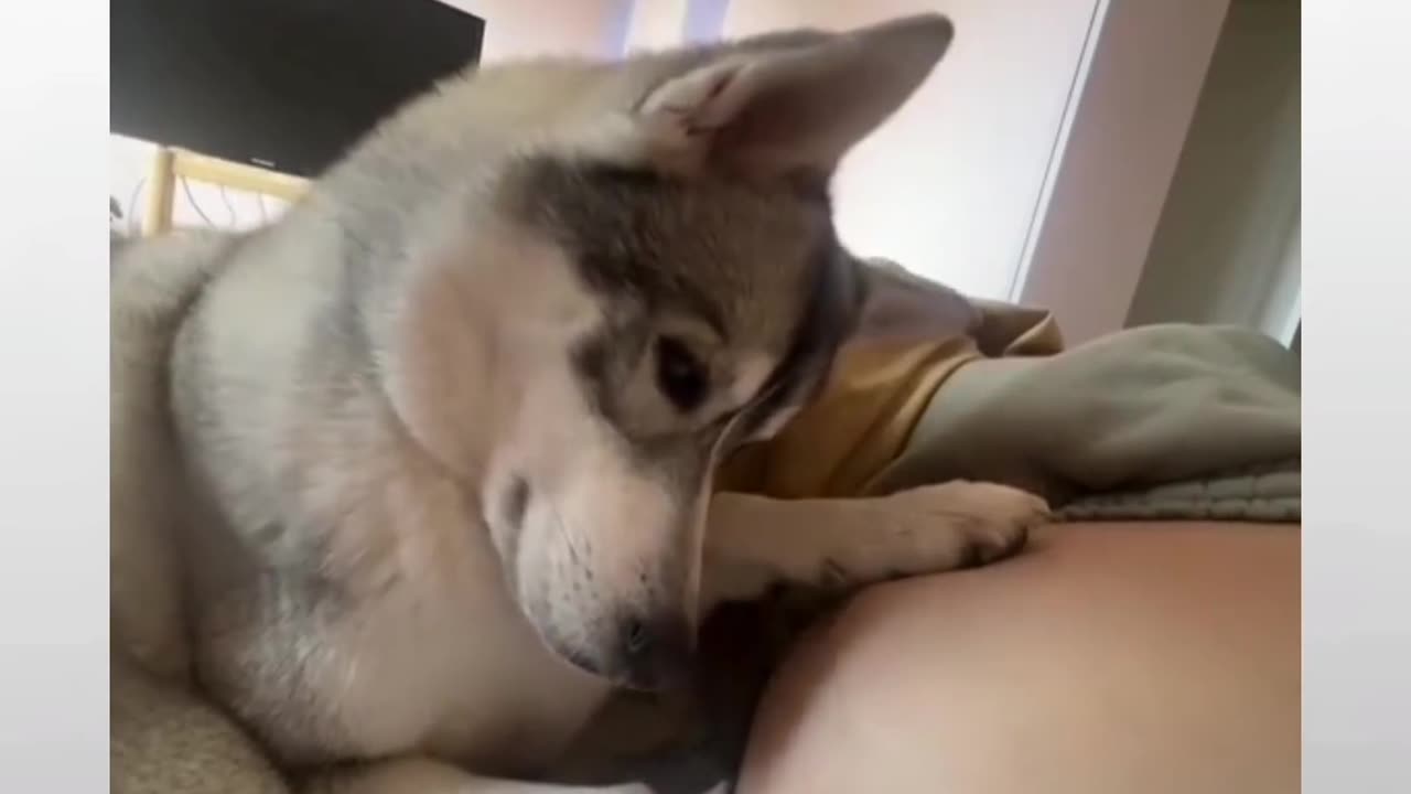 Cute dog movment capture in video part 6