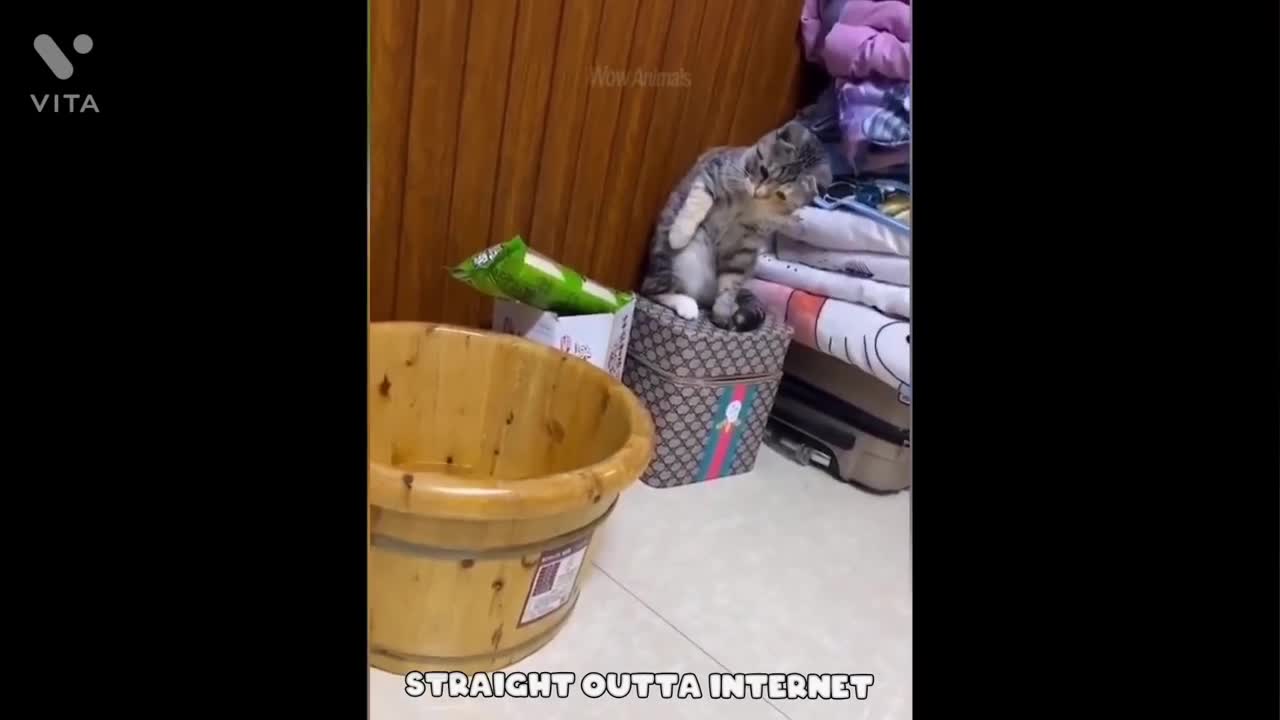 FUNNY VIDEOS, FUNNY ANIMAL VIDEOS Best Funny Cat Videos That Will Make You Laugh All Day Long😂🤣