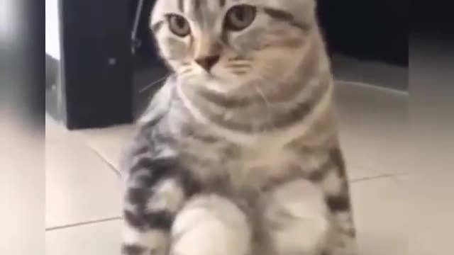 When cats sit like humans