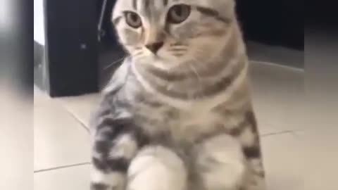 When cats sit like humans