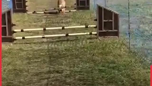 Animal bad day