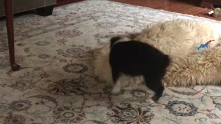 Aussie pup attacking sheep skin rug.