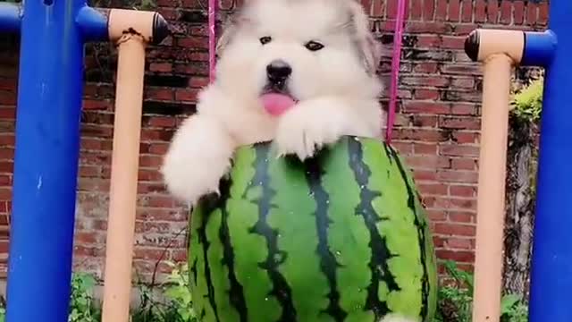 Best baby dog cute | dog #animal