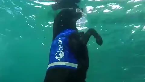 Cachorro talentoso que ayuda a cuidar el planeta