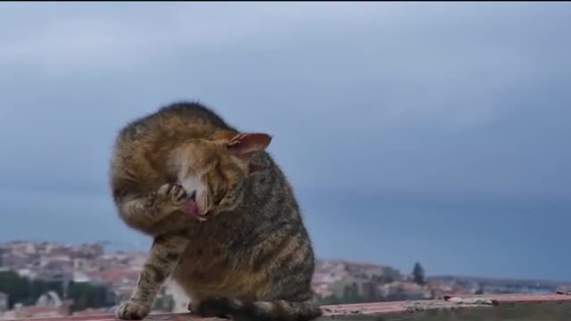 A gata quer brigar, memes de animais.