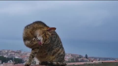 A gata quer brigar, memes de animais.