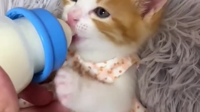 The little kittens drinking milk.