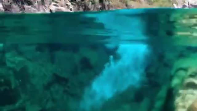 Underwater Life 😃 Who would you share this pool with?