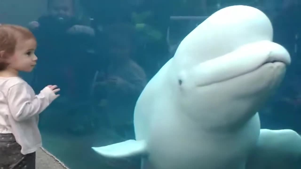 Funny Dolphin reaction